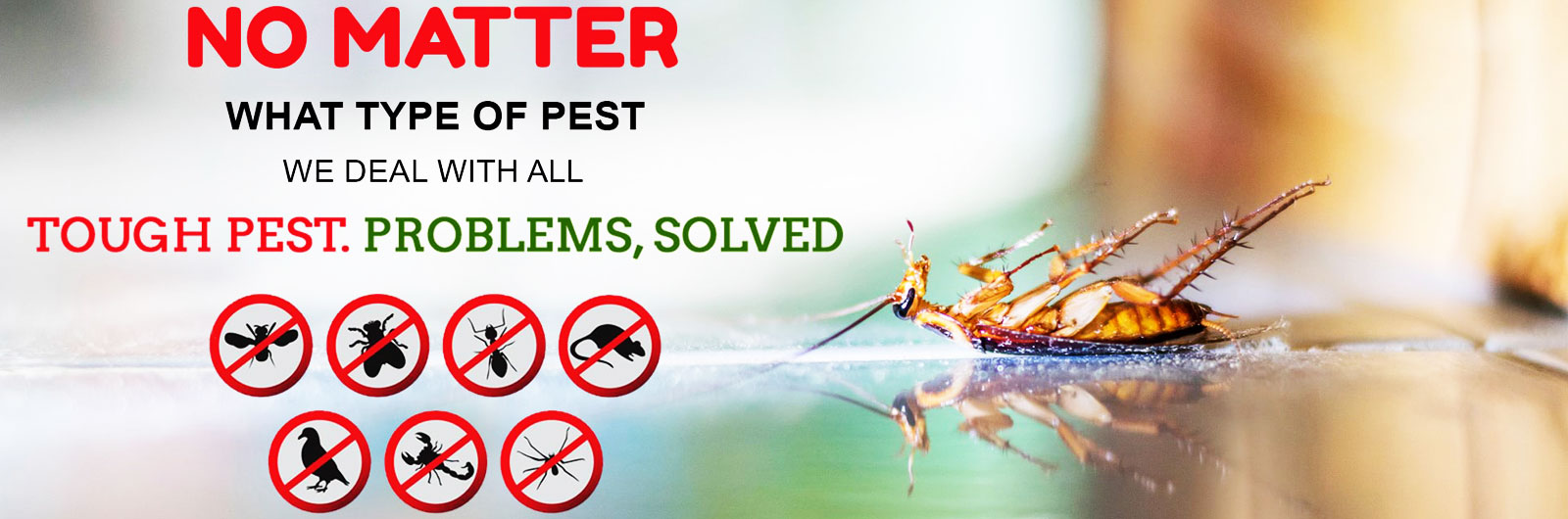Pest In City