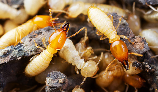 Pest Control