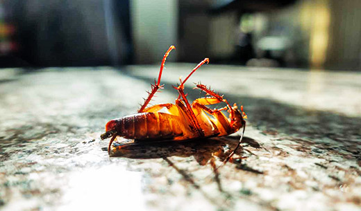 Pest Control