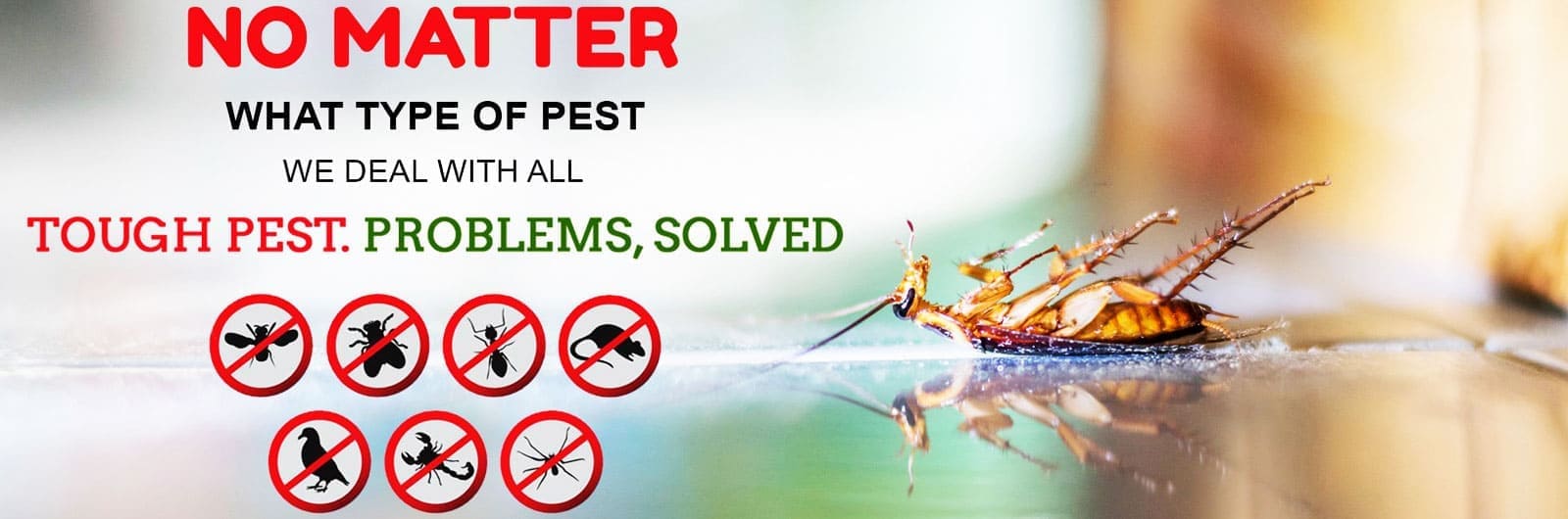 Pest In City