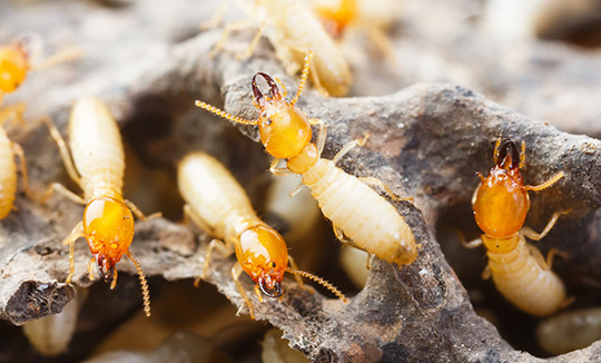 Pest Control