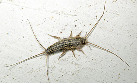 Pest Control