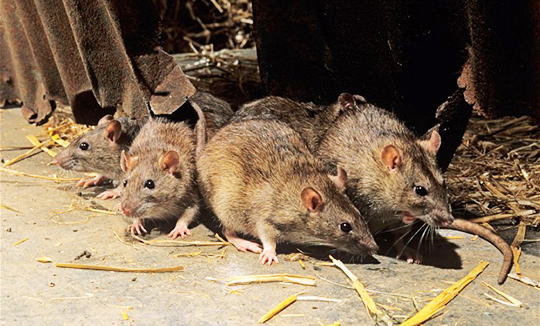 Pest Control