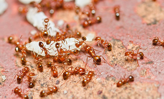 Pest Control