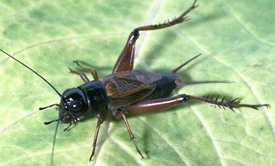 Pest Control
