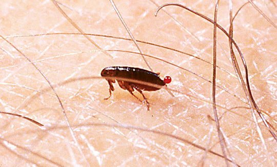 Pest Control