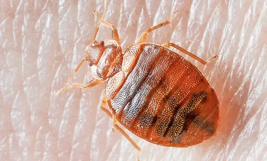 Bedbug Control