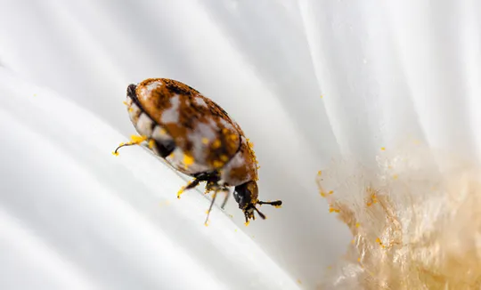 Carpet Beetle Control