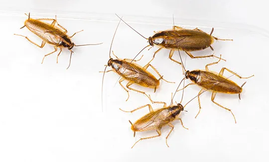 Cockroach Control