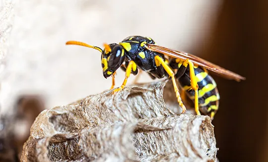 Wasps Control